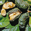 Perda de peso Kola Nut Extract 10: 1